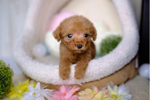 成約済の滋賀県のトイプードル-84881の5枚目