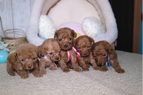 成約済の滋賀県のトイプードル-84881の4枚目