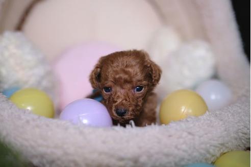 成約済の滋賀県のトイプードル-84881の3枚目