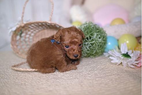 成約済の滋賀県のトイプードル-84881の2枚目