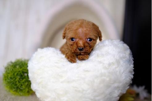 成約済の滋賀県のトイプードル-84887の1枚目