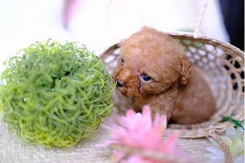 成約済の滋賀県のトイプードル-84887の4枚目