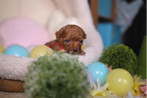 成約済の滋賀県のトイプードル-84887の3枚目