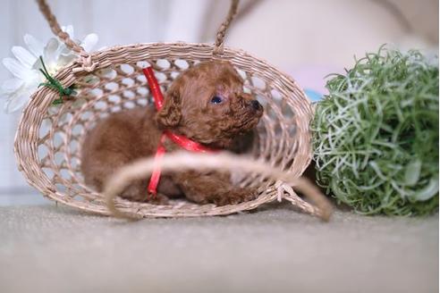 成約済の滋賀県のトイプードル-84887の2枚目