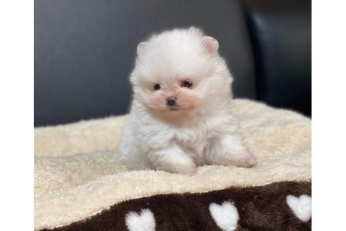 成約済の香川県のポメラニアン-85824の2枚目