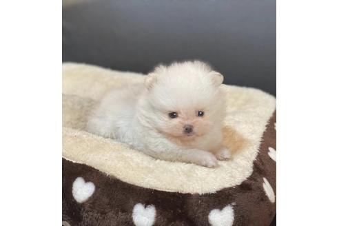 成約済の香川県のポメラニアン-85824