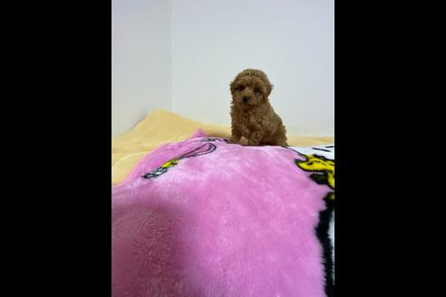 徳島県のタイニープードル 男の子 19 10 23生まれ 濁りのない綺麗なレッド 子犬id ブリーダーナビ