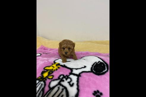 成約済の徳島県のタイニープードル-85812の1枚目