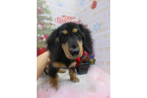 成約済の鳥取県のミニチュアダックスフンド(ロングヘアード)-81041