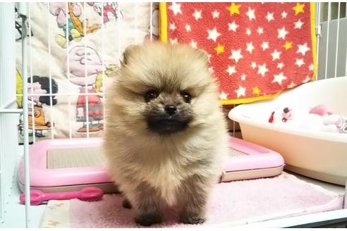 成約済の秋田県のポメラニアン-85915の10枚目