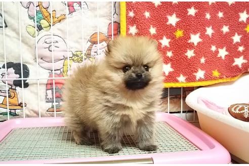 成約済の秋田県のポメラニアン-85915の8枚目