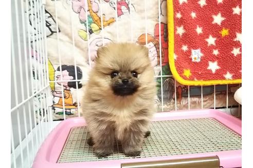 成約済の秋田県のポメラニアン-85915の7枚目