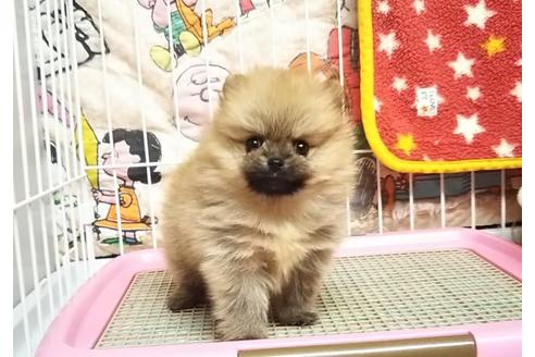 成約済の秋田県のポメラニアン-85915の6枚目