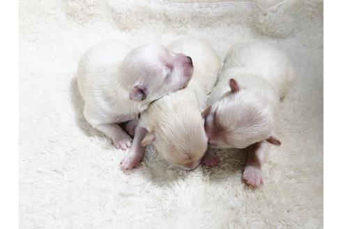 成約済の秋田県のミックス犬-85921の4枚目