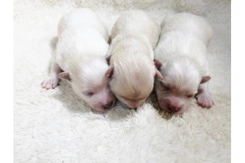 成約済の秋田県のミックス犬-85922の3枚目