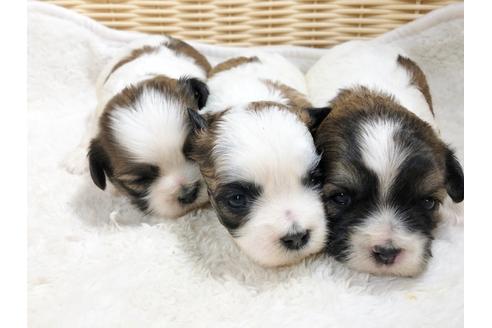 成約済の秋田県のミックス犬-85925の3枚目