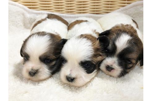 成約済の秋田県のミックス犬-85925の2枚目