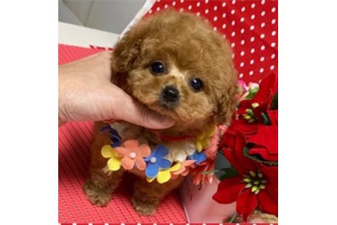 香川県のトイプードル 女の子 19 10 03生まれ レッド 子犬id ブリーダーナビ