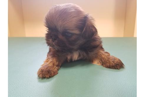 成約済の愛知県のペキニーズ-85950の4枚目