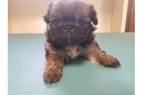 成約済の愛知県のペキニーズ-85950の1枚目