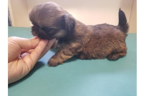 成約済の愛知県のペキニーズ-85950の2枚目