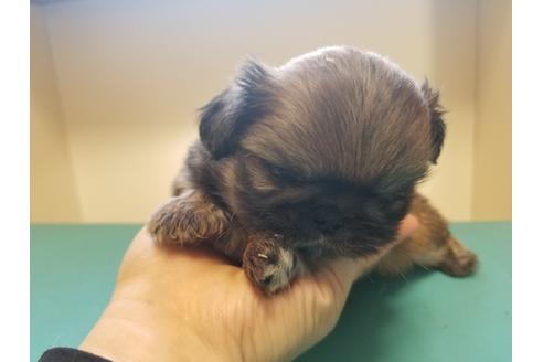 成約済の愛知県のペキニーズ-85950の3枚目