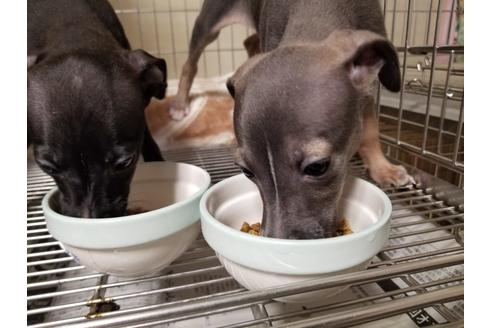 成約済の愛知県のイタリアングレーハウンド(イタグレ)-85952の3枚目