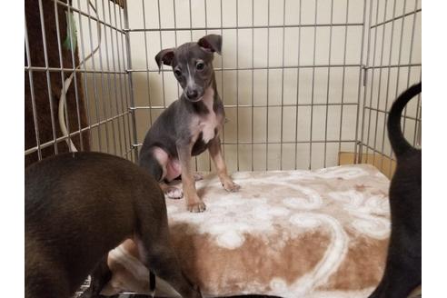 成約済の愛知県のイタリアングレーハウンド(イタグレ)-85952の4枚目