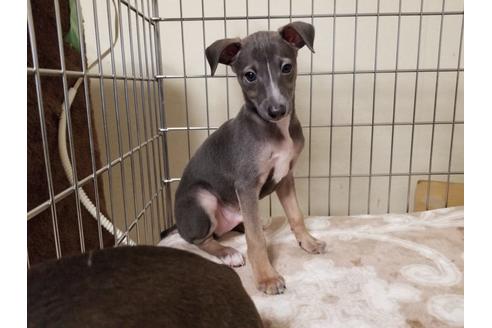 成約済の愛知県のイタリアングレーハウンド(イタグレ)-85952の2枚目