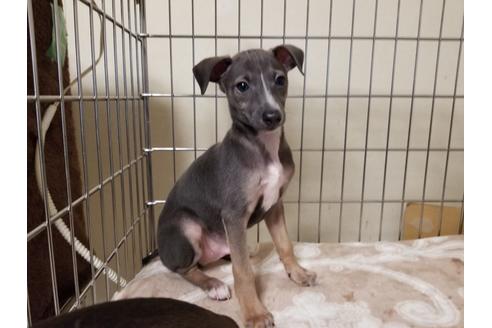 成約済の愛知県のイタリアングレーハウンド(イタグレ)-85952の1枚目