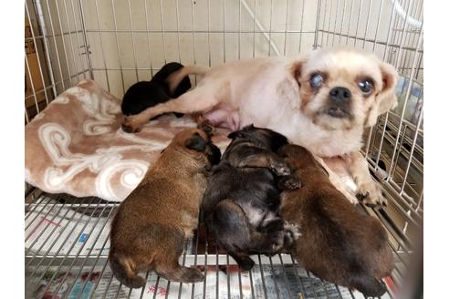 成約済の愛知県のブリュッセルグリフォン-85956の4枚目