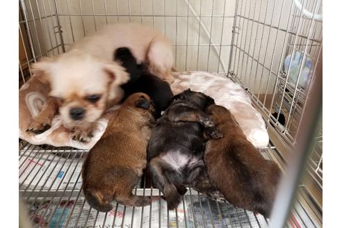 成約済の愛知県のブリュッセルグリフォン-85956の5枚目