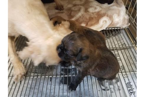 成約済の愛知県のブリュッセルグリフォン-85956の3枚目