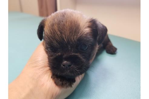 成約済の愛知県のブリュッセルグリフォン-85956