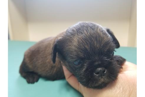 成約済の愛知県のブリュッセルグリフォン-85956の2枚目