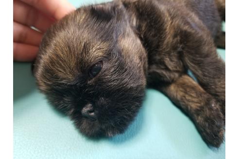 成約済の愛知県のブリュッセルグリフォン-85958の6枚目