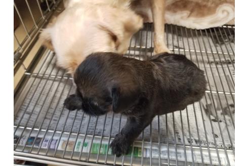 成約済の愛知県のブリュッセルグリフォン-85958の5枚目