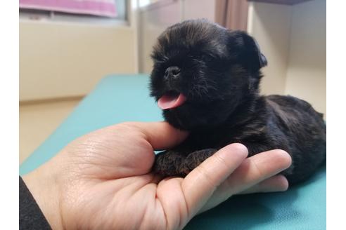 成約済の愛知県のブリュッセルグリフォン-85958の3枚目