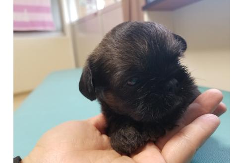 成約済の愛知県のブリュッセルグリフォン-85958