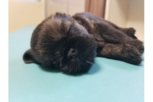 成約済の愛知県のブリュッセルグリフォン-85958の2枚目