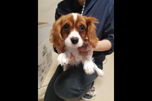 成約済の愛知県のキャバリアキングチャールズスパニエル-85962