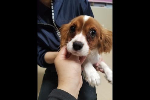 成約済の愛知県のキャバリアキングチャールズスパニエル-85962の3枚目