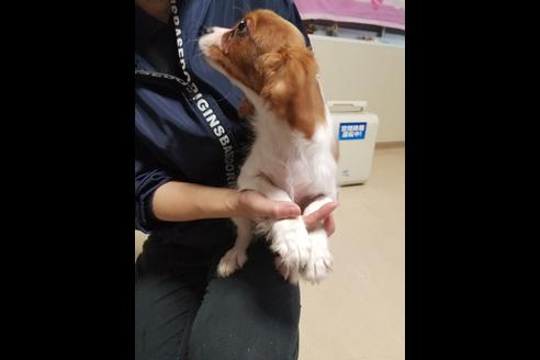 成約済の愛知県のキャバリアキングチャールズスパニエル-85962の4枚目