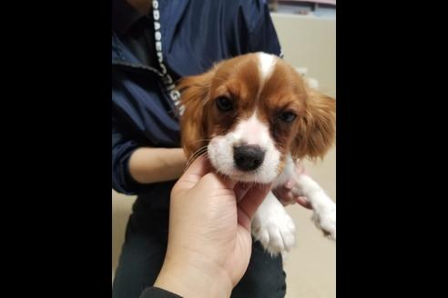 成約済の愛知県のキャバリアキングチャールズスパニエル-85962の2枚目