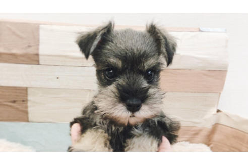 成約済の福岡県のミニチュアシュナウザー-85983