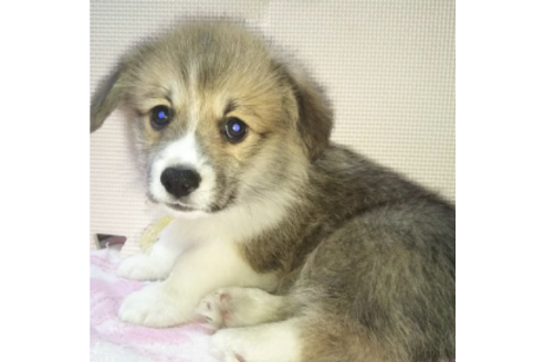 成約済の岩手県のウェルシュコーギーペンブローク-85126