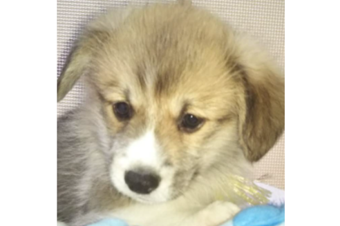 成約済の岩手県のウェルシュコーギーペンブローク-85126の6枚目