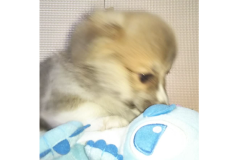 成約済の岩手県のウェルシュコーギーペンブローク-85126の4枚目