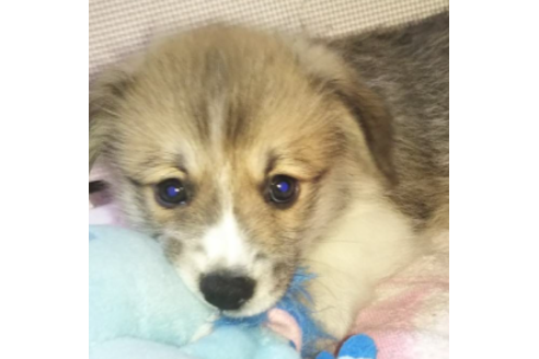 成約済の岩手県のウェルシュコーギーペンブローク-85126の3枚目