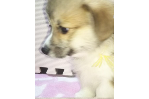 成約済の岩手県のウェルシュコーギーペンブローク-85126の2枚目